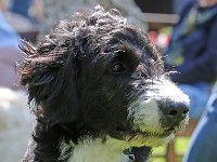 Puppys van Bliss040622-0175